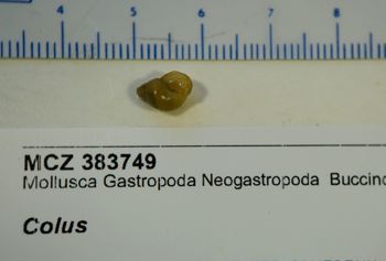 Media type: image; Malacology 383749